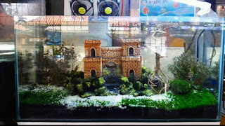 Model Tema Aquascape Terbaik