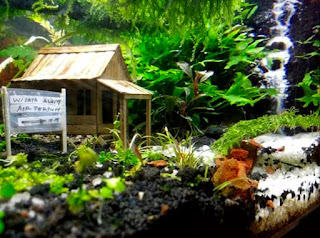 Model Tema Aquascape Terbaik