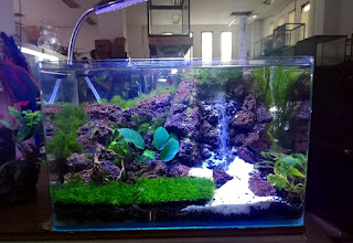 Model Tema Aquascape Terbaik