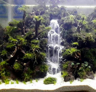 Model Tema Aquascape Terbaik