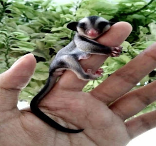 Cara Mengetahui Umur Sugar Glider