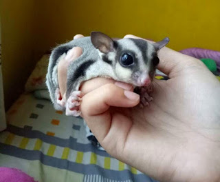 Cara Mengetahui Umur Sugar Glider