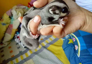 Cara Mengetahui Umur Sugar Glider