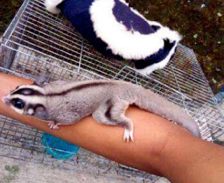 Cara Mengetahui Umur Sugar Glider