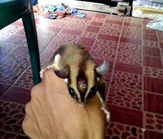 Cara Mengetahui Umur Sugar Glider