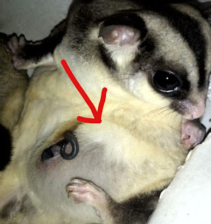 Cara Mengetahui Umur Sugar Glider