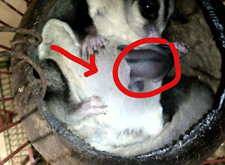 Cara Mengetahui Umur Sugar Glider