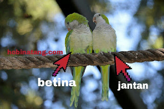 perbedaan lovebird jantan dan betina paling akurat