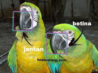 perbedaan lovebird jantan dan betina