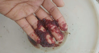 Jenis Makanan Ikan Manfish Cacing Darah