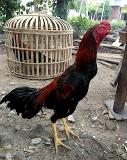 Cara merawat ayam bangkok muda