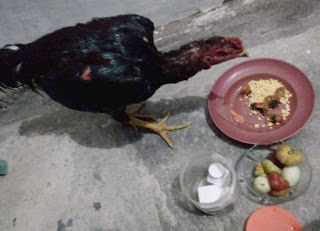 Cara merawat ayam bangkok muda