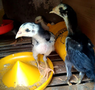 Cara merawat ayam bangkok muda