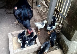 Cara merawat ayam bangkok aduan muda