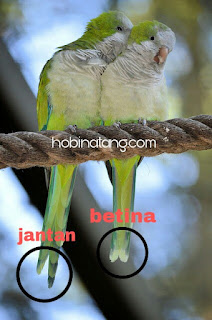 perbedaan lovebird jantan dan betina paling akurat