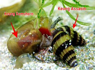 keong ramshorn untuk aquascape