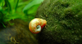 keong ramshorn untuk aquascape