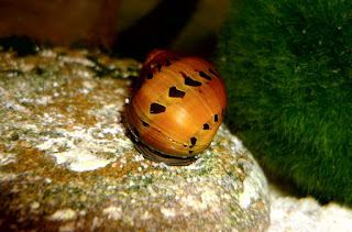 keong bawang untuk aquascape