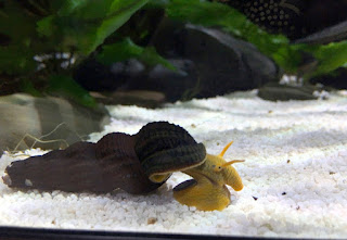 keong hias rabbit snail untuk aquascape