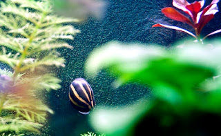 keong turbo untuk aquascape