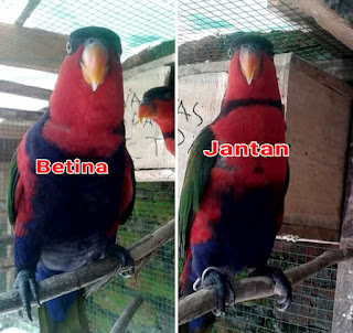 perbedaan burung nuri kepala hitam jantan dan betina