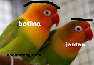 perbedaan lovebird jantan dan betina paling akurat