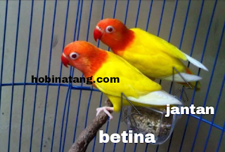 perbedaan lovebird jantan dan betina paling akurat