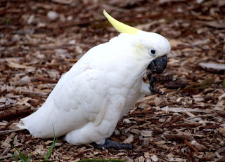 mengenal burung kakatua jambul kuning dan putih