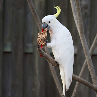 mengenal burung kakatua jambul kuning dan putih