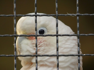 merawat burung kakatua jambul kuning dan putih