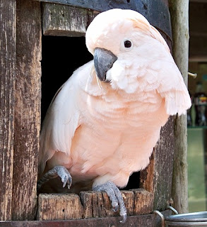 mengenal burung kakatua jambul kuning dan putih