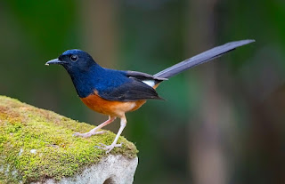 Burung Murai Batu: Mengetahui Ciri Ciri, Jenis, Perawatan