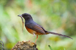 Makanan burung murai batu