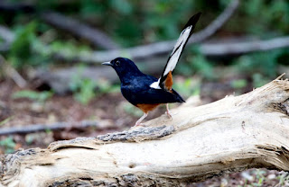 Ciri-ciri burung murai batu