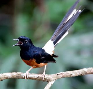 Suara burung murai batu