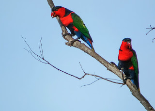 Burung Nuri Kepala Hitam