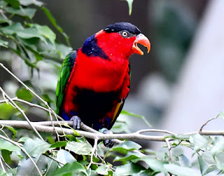 Burung Nuri Kepala Hitam