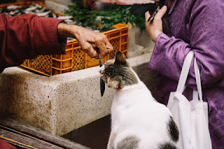 Cara Membuat Makanan Kucing Kampung Sendiri