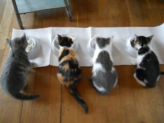 Cara Membuat Makanan untuk Kucing Kampung