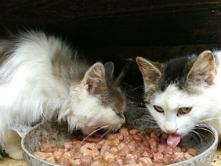 Cara Membuat Makanan Kucing Kampung