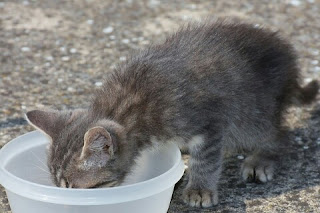 Cara Membuat Makanan Kucing Kampung