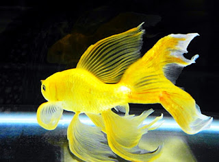 jenis ikan mas komet tercantik yellow