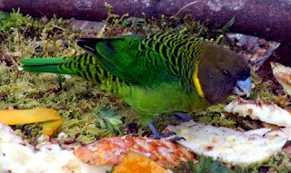 burung nuri macan