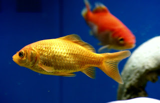 jenis ikan mas komet tercantik marigold