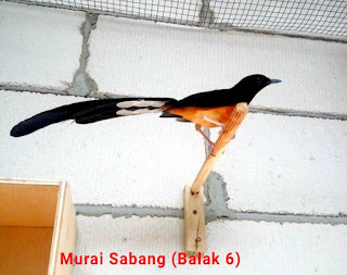 burung murai batu sabang