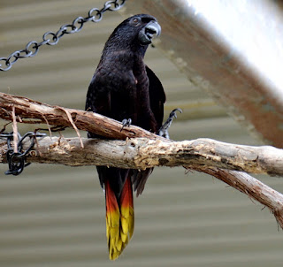 burung nuri hitam