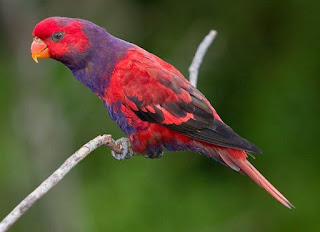 burung nuri kalung ungu