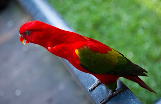 Burung nuri ternate