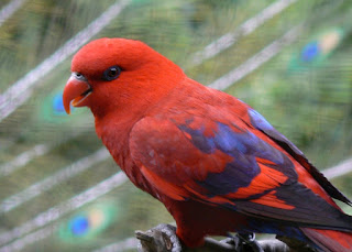 burung nuri maluku