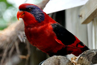 burung nuri sayap hitam